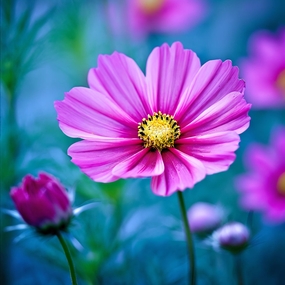 红色波斯菊微距特写摄影图片